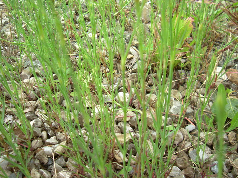 Fiori di greto 1- Petrorhagia sp.